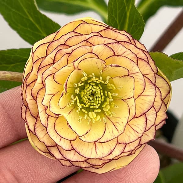 園芸ネット本店｜若泉ファームさんのクリスマスローズ：26-56ダブル