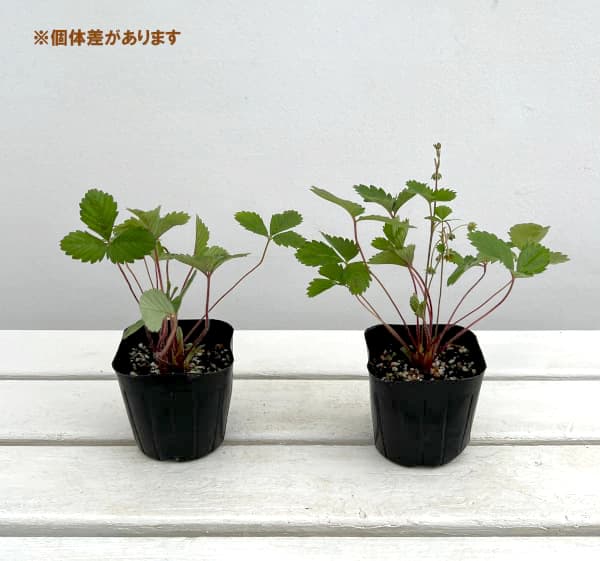 園芸ネット本店｜ワイルドストロベリー3号ポット 12株セット の通販