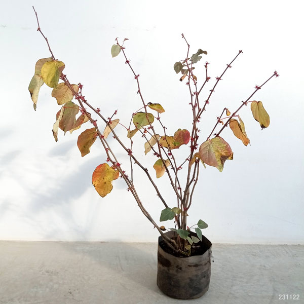 園芸ネット本店｜マルバノキ（丸葉の木）樹高80～90cm根巻きまたは