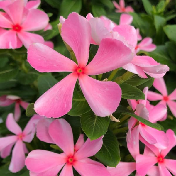 園芸ネット本店｜ニチニチソウ：ひみこかざぐるま3.5号ポット の通販