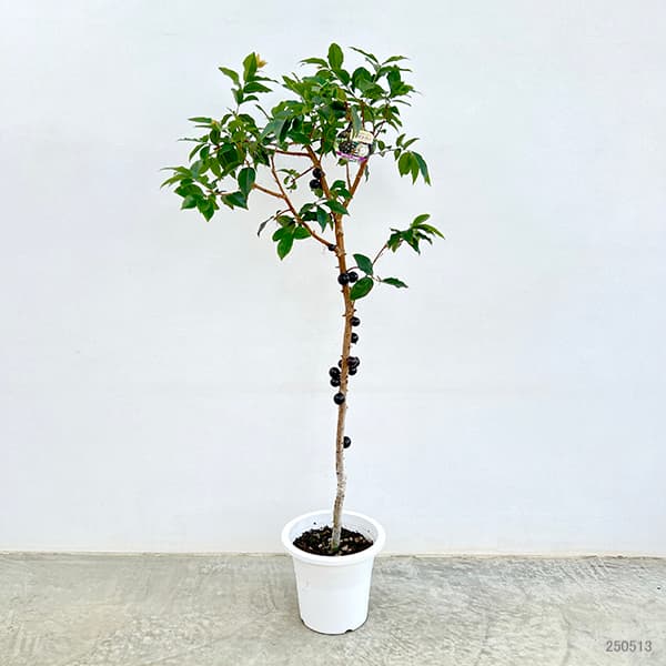 園芸ネット本店｜ジャボチカバ7号ポット[2025年6月現在少量の実付き