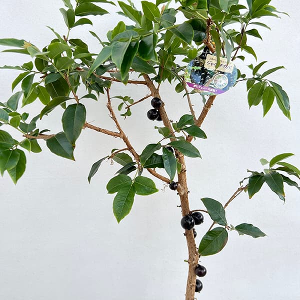 園芸ネット本店｜ジャボチカバ7号ポット[2025年6月現在少量の実付き