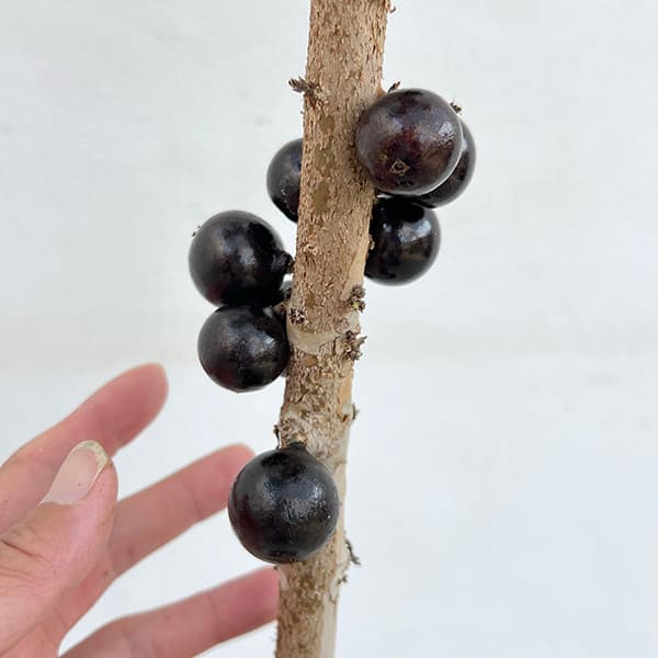 園芸ネット本店｜ジャボチカバ7号ポット[2025年6月現在少量の実付き