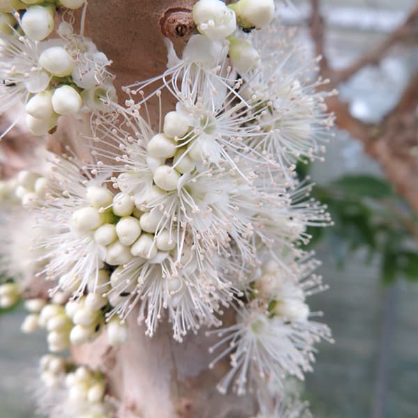 園芸ネット本店｜ジャボチカバ7号ポット[2025年6月現在少量の実付き