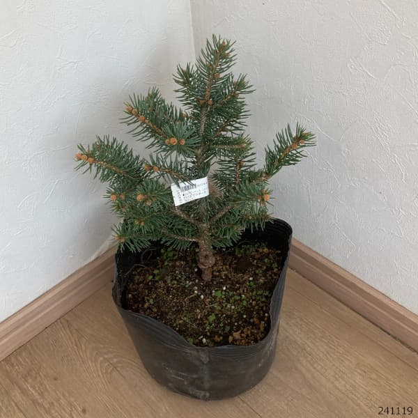 園芸ネット本店｜ピセアプンゲンス（プンゲンストウヒ）：グラウカ