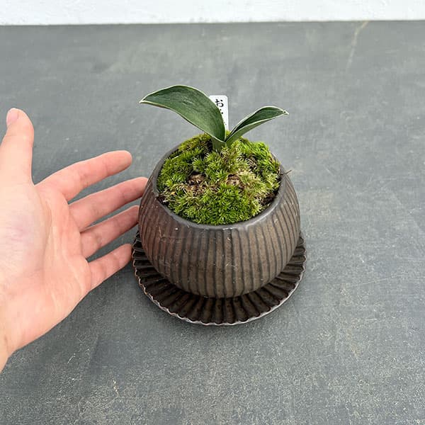 園芸ネット本店｜[ギフトに]オモト（万年青）：お多福・鉢植え／ラピス