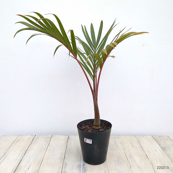 園芸ネット本店｜トックリヤシ(ボトルパーム) 6号鉢植え の通販【公式】