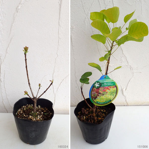 園芸ネット本店｜スモークツリー：ゴールデンスピリット 4-5号ポット