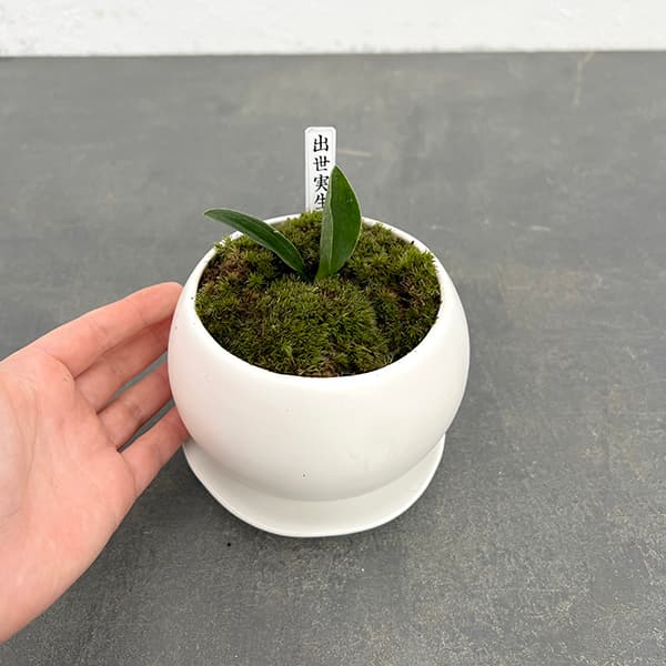 園芸ネット本店｜[ギフトに]オモト（万年青）：出世実生・鉢植え