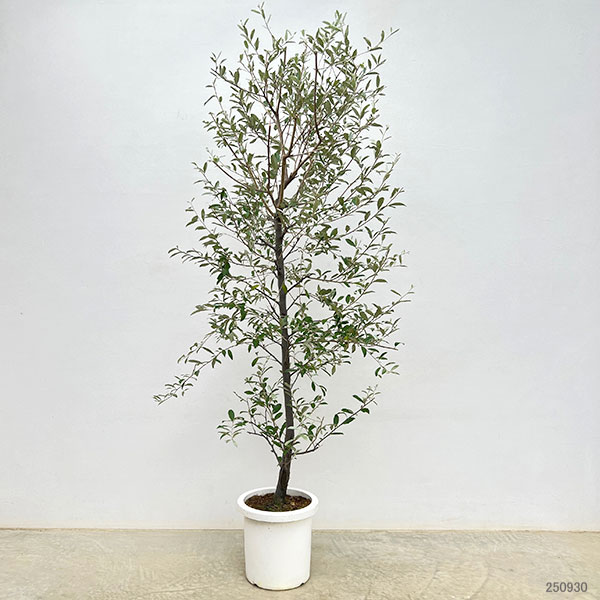 園芸ネット本店｜ロシアンオリーブ（ホソバグミ）8号鉢植え の通販【公式】