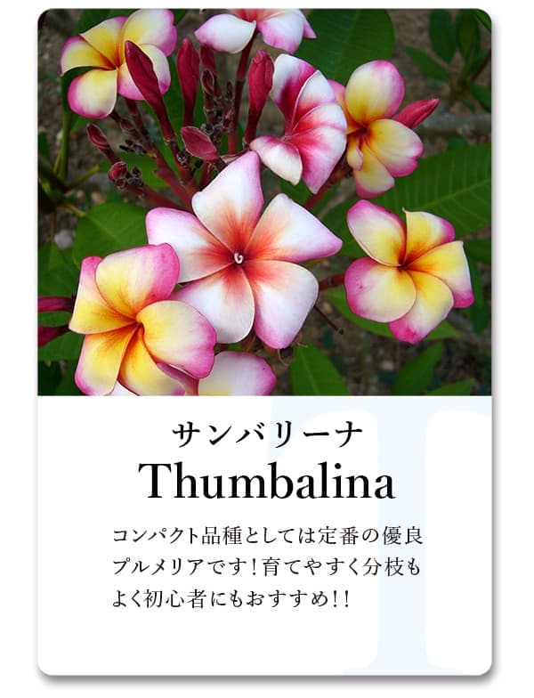 園芸ネット本店｜プルメリア：サンバリーナ（Thumbalina）5号鉢植え の