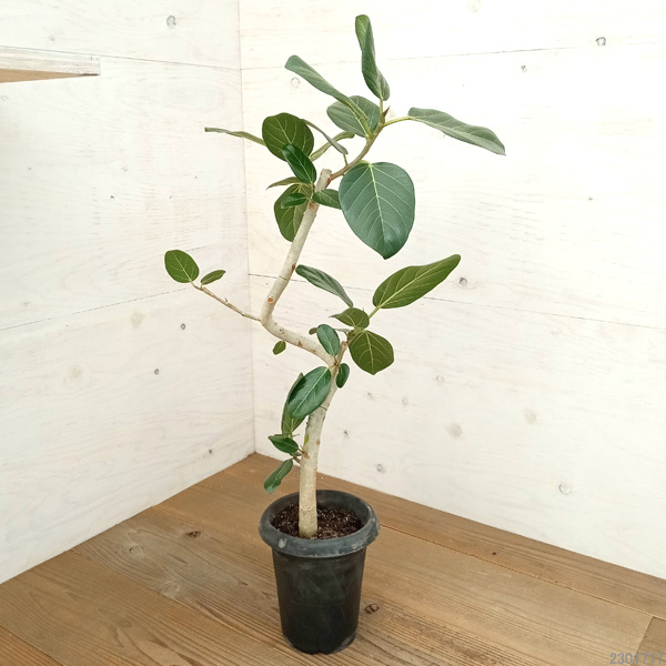 園芸ネット本店｜フィカス：ベンガレンシス 6号鉢植え の通販【公式】