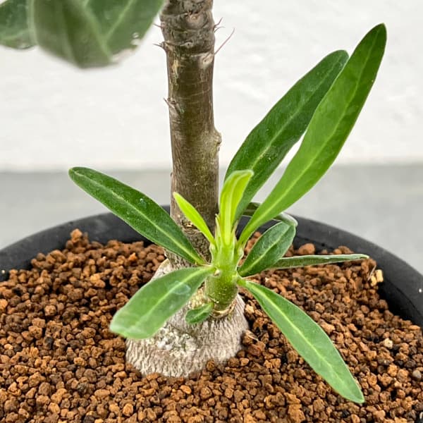 園芸ネット本店｜パキポディウム：サキュレンタム 3号鉢植え* の通販