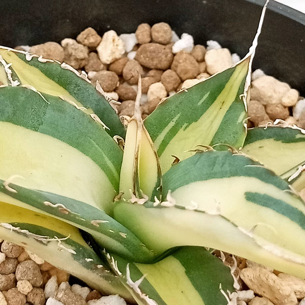 園芸ネット本店｜アガベ：チタノタ No.1白中斑（発根済） 3.5号23-03