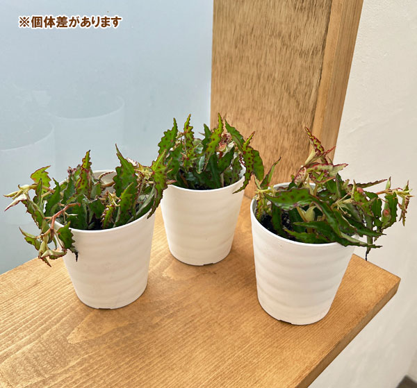 園芸ネット本店｜ベゴニア：アンフィオクサス 3号鉢入り の通販【公式】