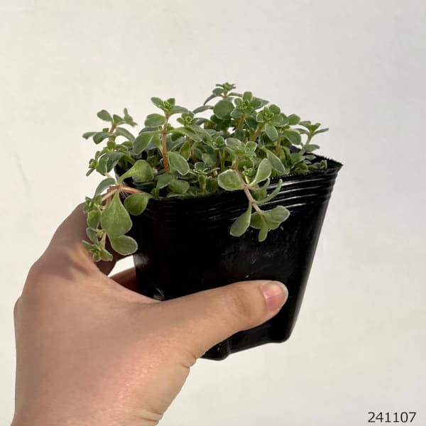 園芸ネット本店｜セダム：斑入りマルバマンネングサ2株セット の通販