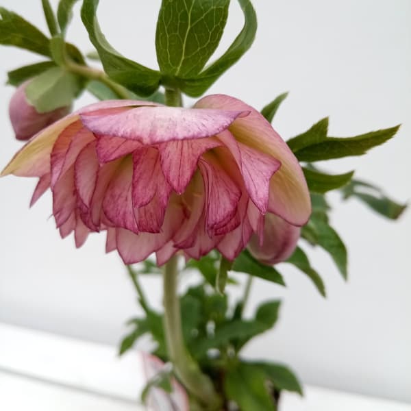 園芸ネット本店｜杉光園芸さんのクリスマスローズ：多弁系24-29ピンク