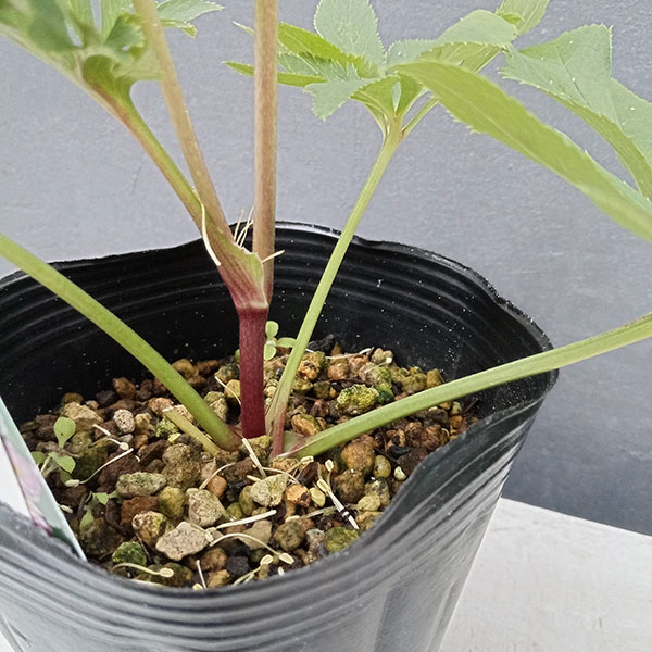 園芸ネット本店｜曽田園芸さんのクリスマスローズ：24-06フレグランス