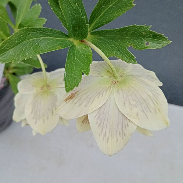 園芸ネット本店｜曽田園芸さんのクリスマスローズ：24-07フレグランス