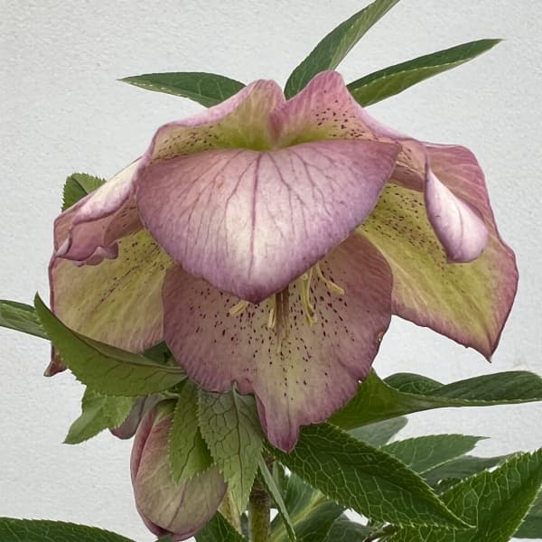 園芸ネット本店｜花郷園さんのクリスマスローズ：24-05セミダブル