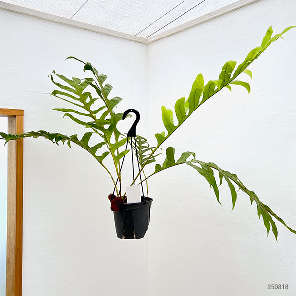 園芸ネット本店｜ドリナリア クエルシフォリア（斑入り） 5号吊り鉢