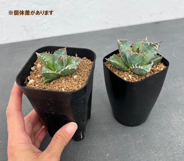 園芸ネット本店｜[ザ・ファームセレクト]アガベ：チタノタ 魔丸 2.5-3