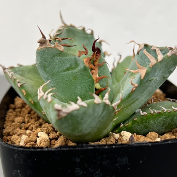 園芸ネット本店｜[ザ・ファームセレクト]アガベ：チタノタ 魔丸 2.5-3