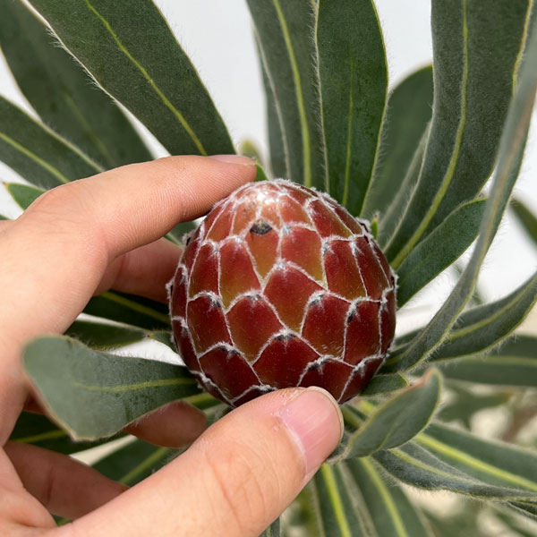 園芸ネット本店｜[ザ・ファームセレクト]プロテア：ポッサムマジック 7