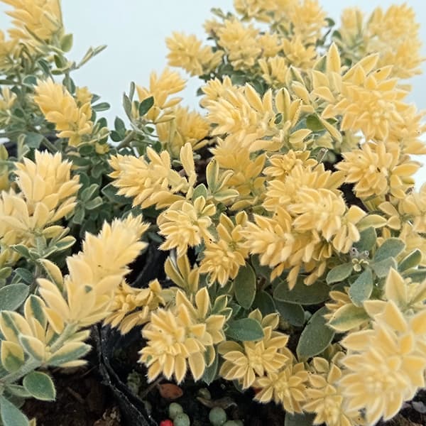 園芸ネット本店｜ロータス：ブリムストーン3号ポット2株セット* の通販