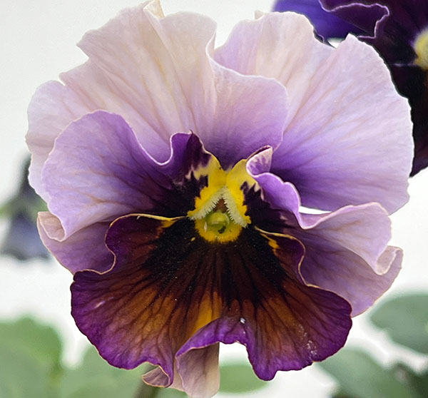 園芸ネット本店｜パンジー：フェデネージュ ムーンライト 3-3.5号