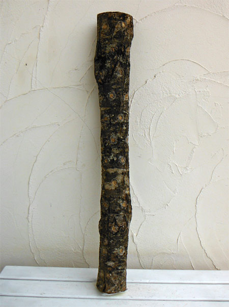 しいたけホダ木 チューリップ4種 椎茸 ホダ木 太サイズ 4本セット 植菌