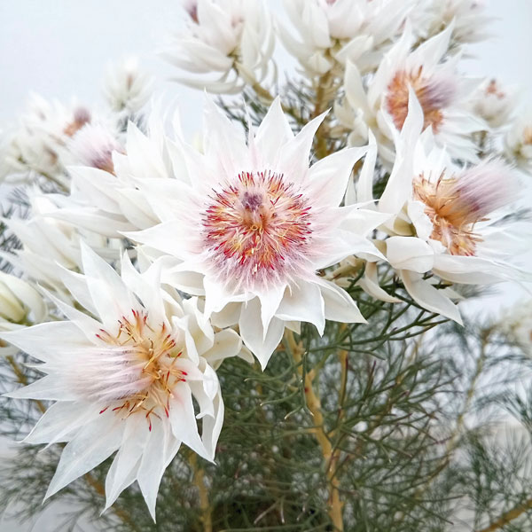 園芸ネット本店｜セルリア（ジョーイセルリア）：ブラッシングブライド