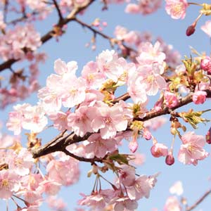 園芸ネット本店｜桜：河津桜接木苗4～5号ポット の通販【公式】