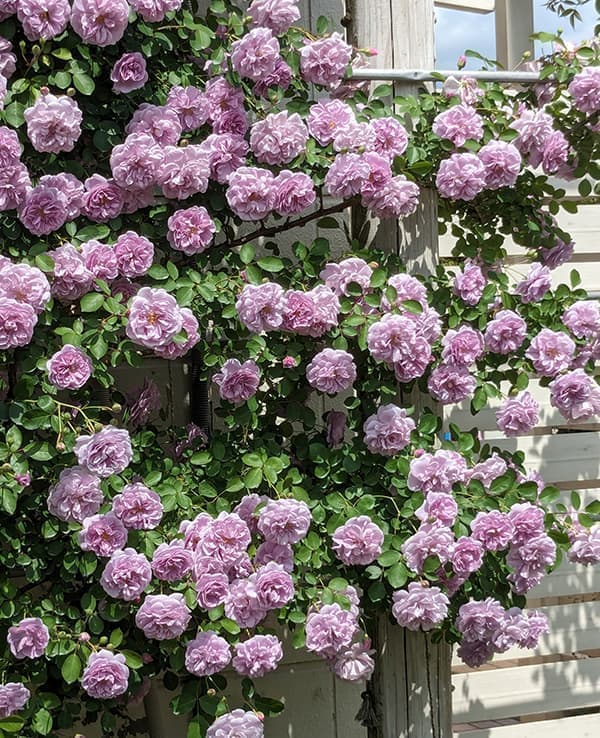 園芸ネット本店｜[26年5月中下旬予約]つるバラ：レイニーブルー新苗