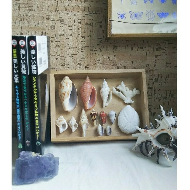 ライム】貝殻約220種類と標本箱4個 ライム】貝殻約220種類と標本箱