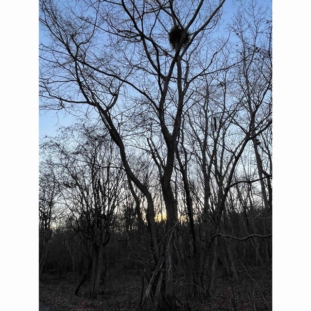 北海道ヤドリギ ヤドリギ 希少 No.29 フライングリース 縁起物の通販