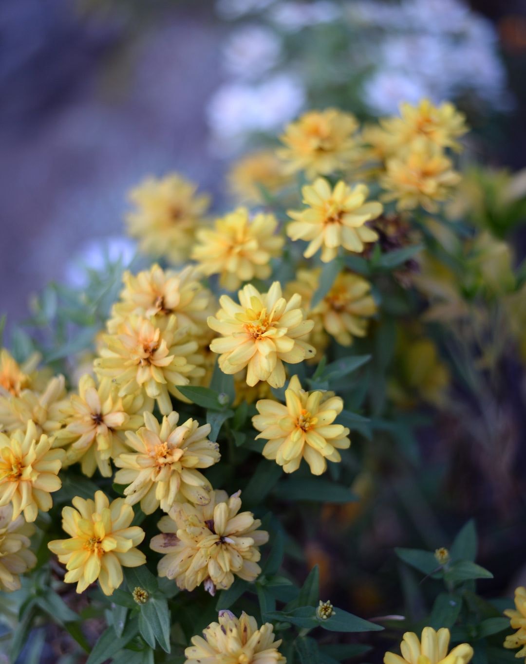 Nikon AF-S NIKKOR 50mm f/1.8Gを徹底解説。作例からレビューまで