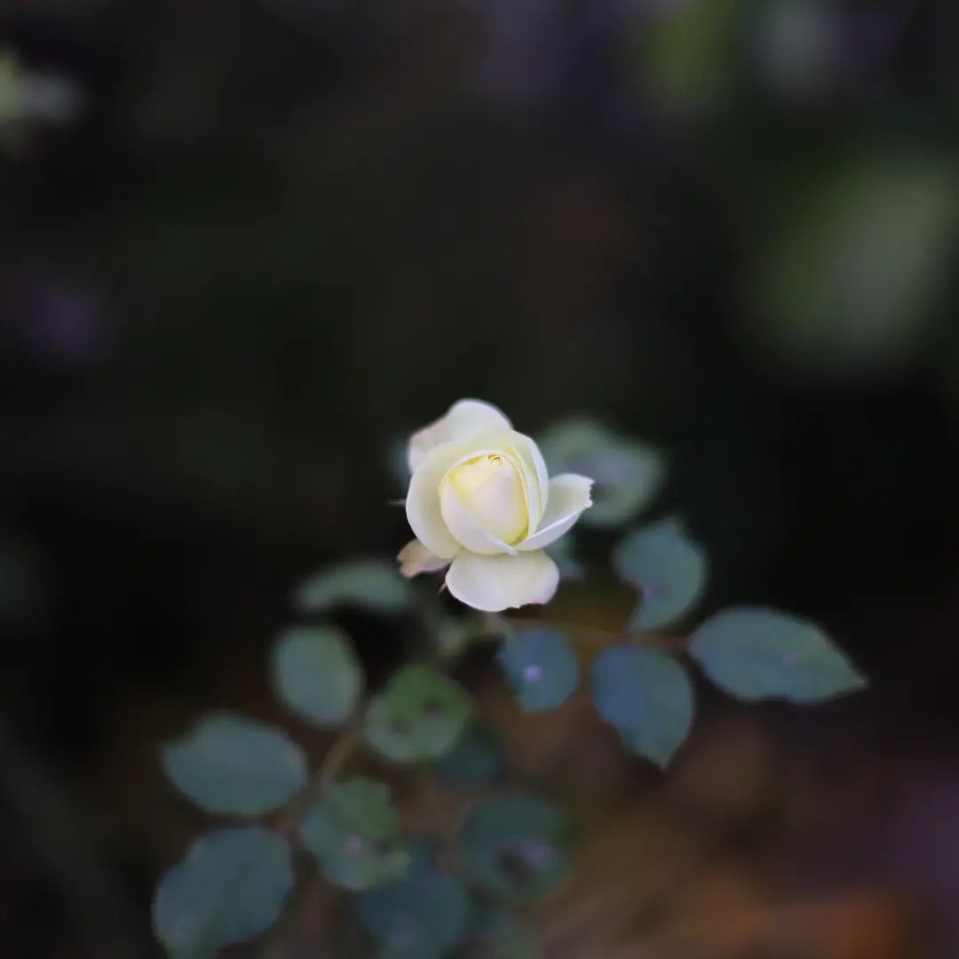 Canon EF50mm F1.4 USMを徹底解説。愛用者レビュー・作例も | ONE