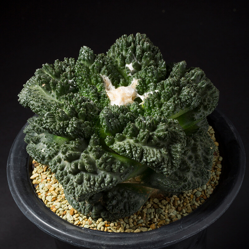 アリオカルプス亀甲牡丹'ゴジラ'の基本情報・育て方｜多肉植物