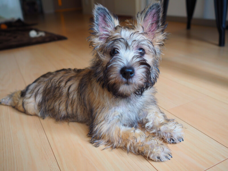 vintage teria ❀ クリーム色の毛並みの テリアさん