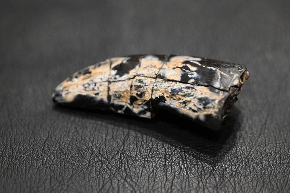 ティラノサウルスの歯（Tyrannosaurus Rex)