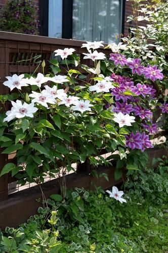 クレマチス専門ナーセリー 及川フラグリーン ルッテル（ルーテル）