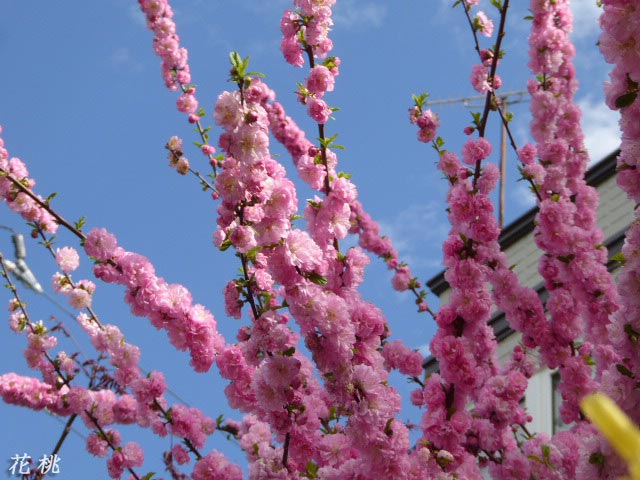 花図鑑、ハナモモ(花桃)、バラ科モモ属の落葉低木