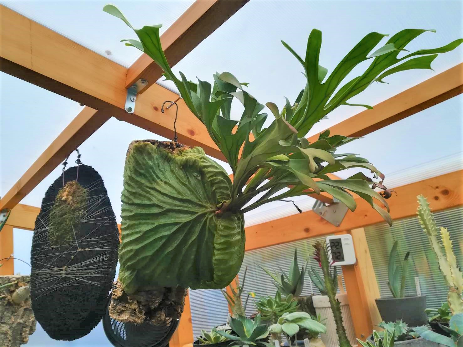 リドレイの胞子培養株と山採り株。どっちがいいのかなんてあるのか。