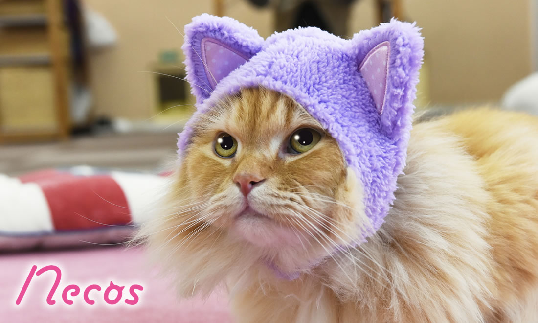 necos(ネコス)グッズ商品情報 | 株式会社グレイ・パーカー・サービス