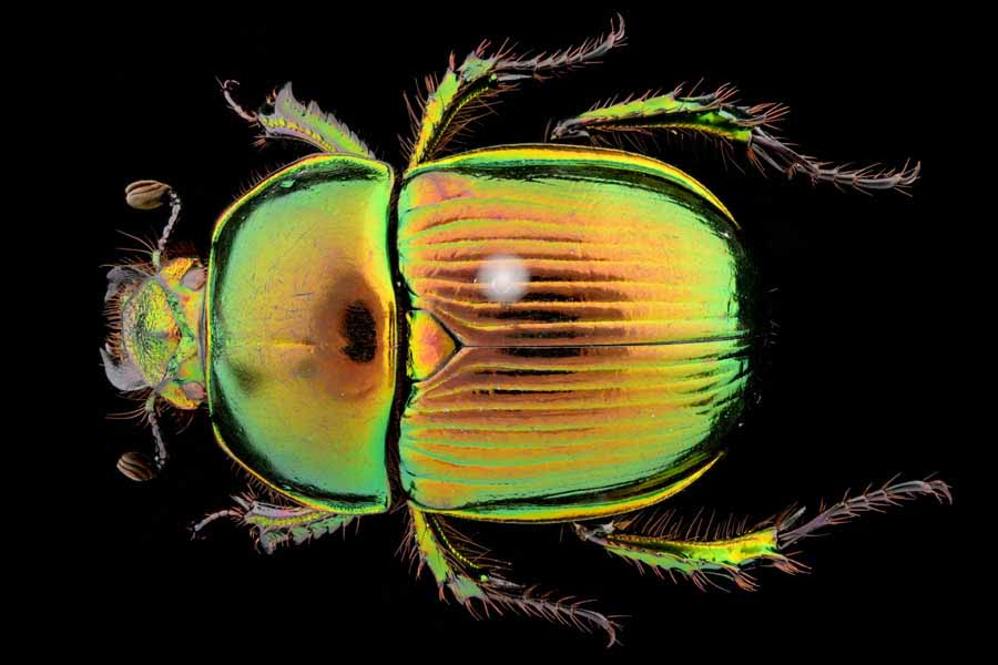 オオセンチコガネ｜INSECT.Minoh.City