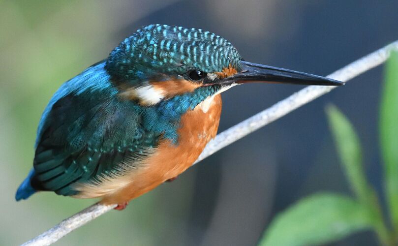 カワセミ（翡翠）