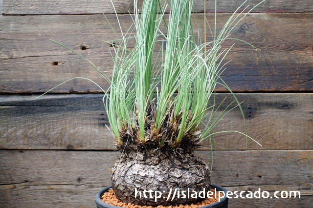 isla del pescado - Calibanus hookeri-カリバナス・フーケリー