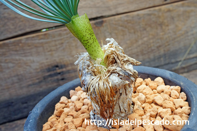 isla del pescado - Gethyllis grandiflora-ゲチリス・グランディフローラ