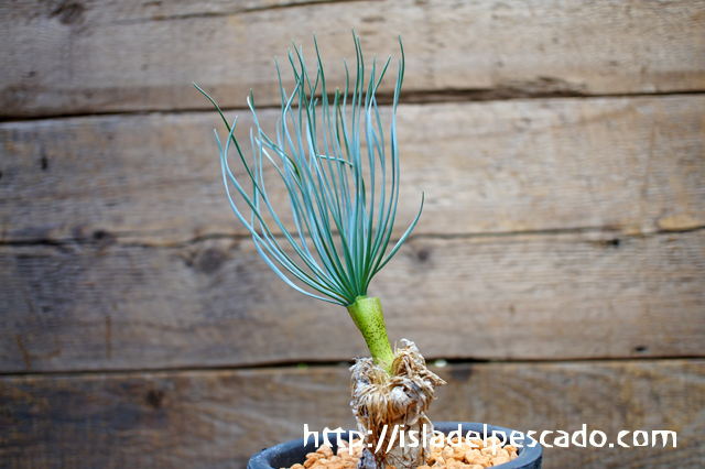 isla del pescado - Gethyllis grandiflora-ゲチリス・グランディフローラ